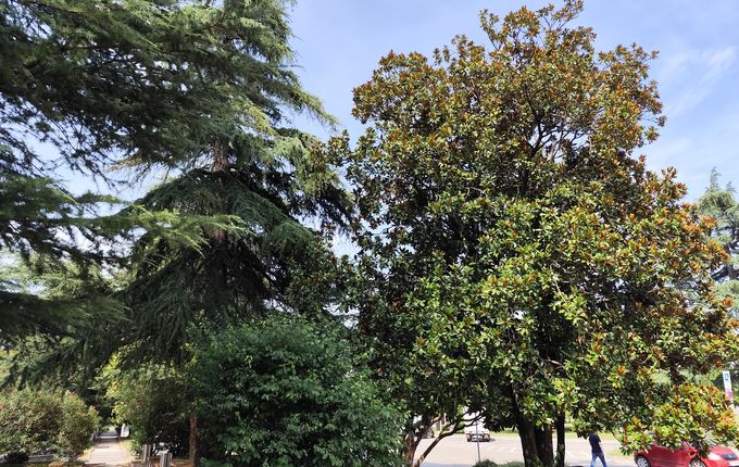 Nova Gorica kot botanični vrt, Blaž Kosovel.  