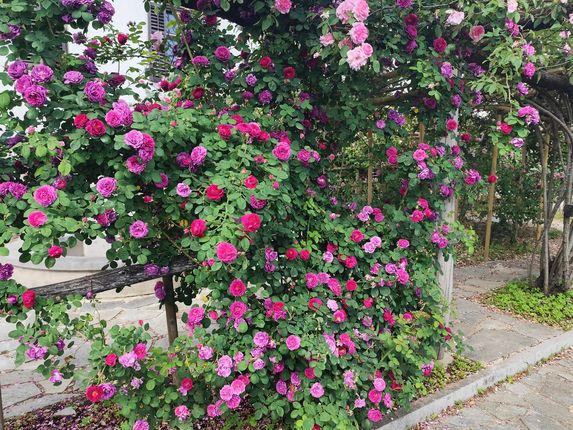 . Bourbon roses.  &copy;Photo: Blaž Kosovel