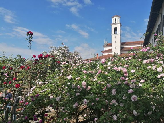 . Garden of Bourbon roses in full bloom. &copy;Photo: Blaž Kosovel