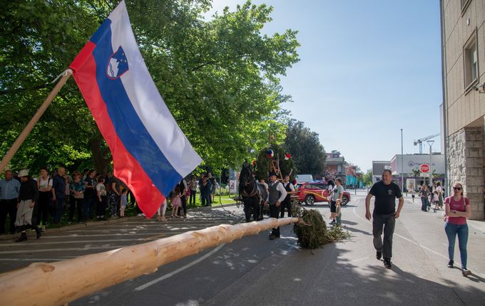 Postavljanje mlaja - furenga v Novi Gorici, 2025. Foto: Turistično društvo Nova Gorica..  