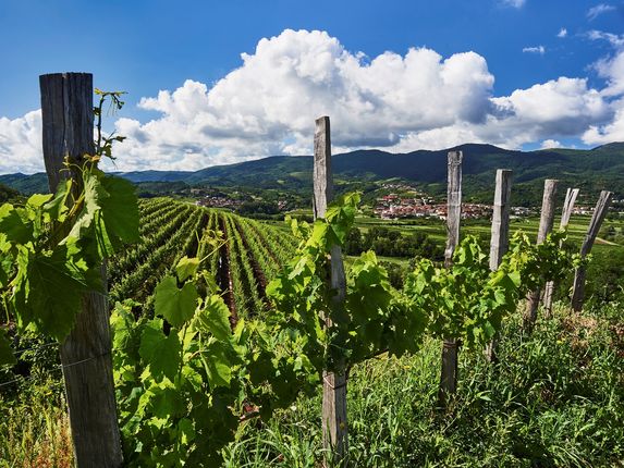 .  &copy;Photo: Marijan Močivnik, Zavod za turizem Nova Gorica in Vipavska dolina