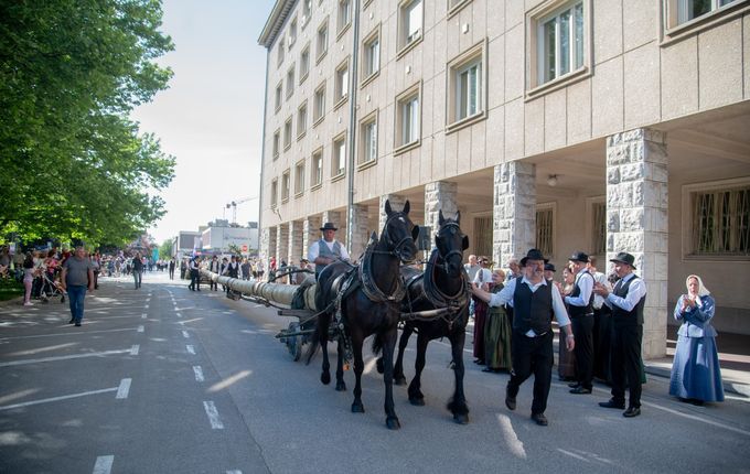 Postavljanje mlaja - furenga v Novi Gorici, 2025. Foto: Turistično društvo Nova Gorica..  