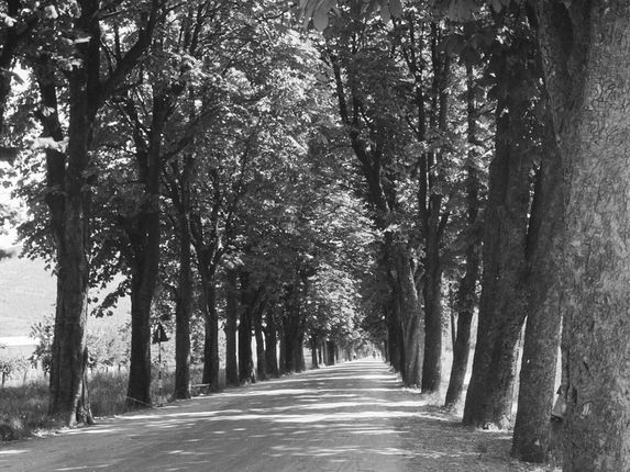 . Former tree-lined avenue on today’s Erjavčeva Street in 1959. The road originally led to the former Gorizia cemetery. &copy;Photo Pavšič, from the collection of the Goriški muzej Kromberk - Nova Gorica (Goriška museum).